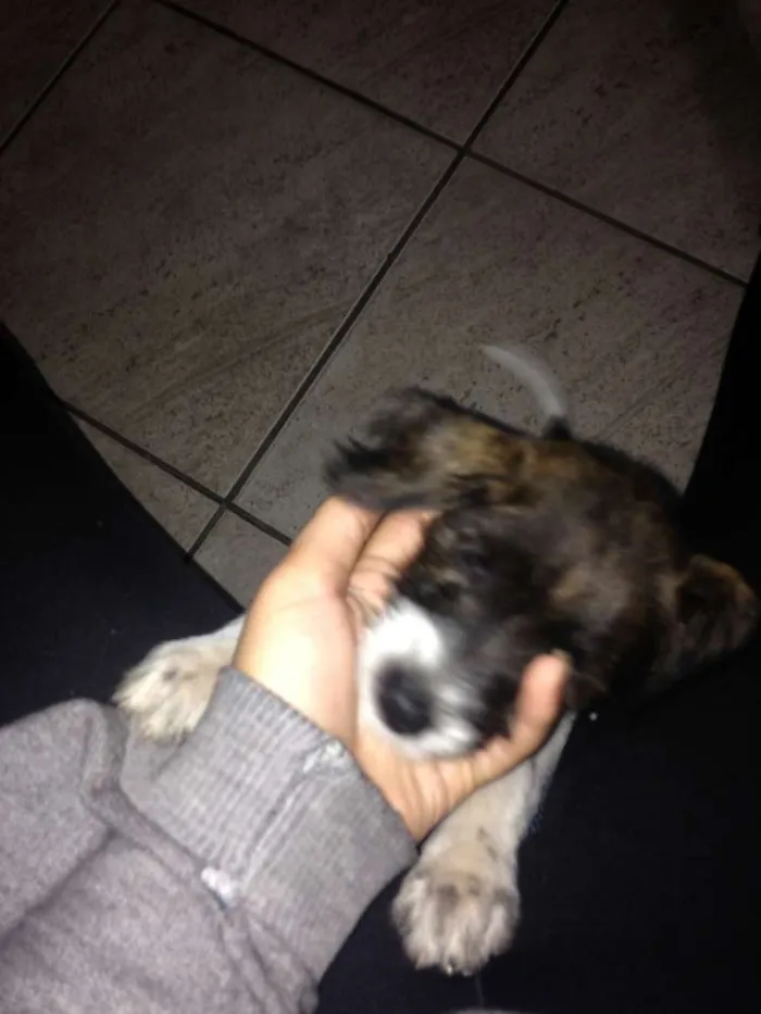 Cachorro ra a vira lata idade 2 a 6 meses nome mel 