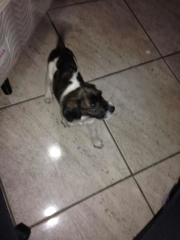 Cachorro ra a vira lata idade 2 a 6 meses nome mel 