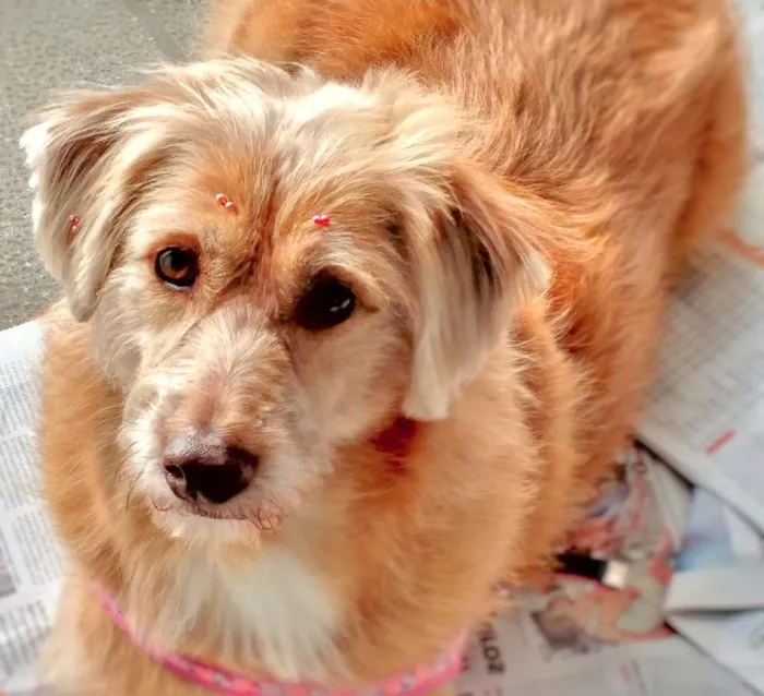 Cachorro ra a  idade 5 anos nome Babuzinha