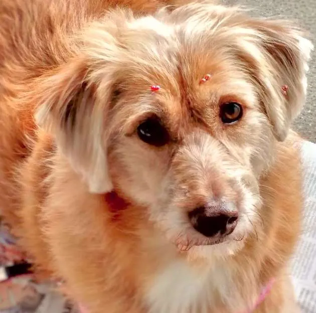 Cachorro ra a  idade 5 anos nome Babuzinha