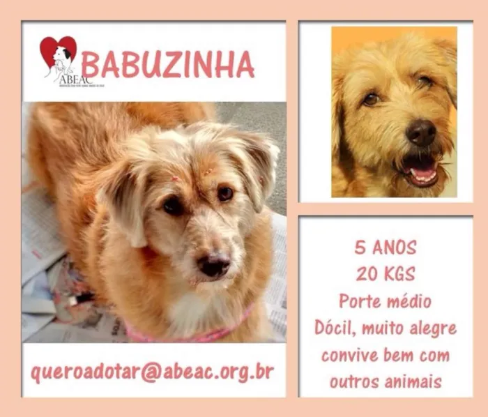 Cachorro ra a  idade 5 anos nome Babuzinha