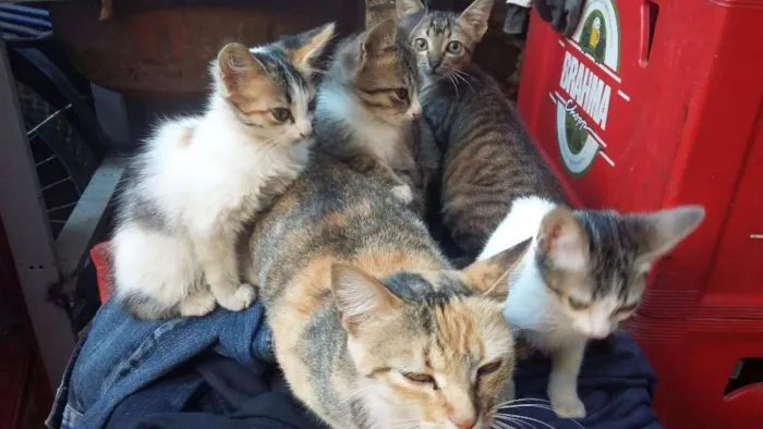 Gato raça Misturados idade 2 a 6 meses nome Nao possui nome