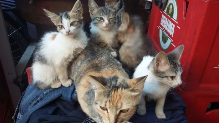 Gato raça Misturados idade 2 a 6 meses nome Nao possui nome