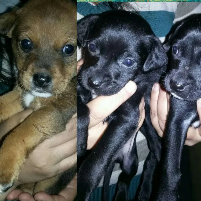 Cachorro ra a sem raça definida idade 2 a 6 meses nome ainda não tem nome