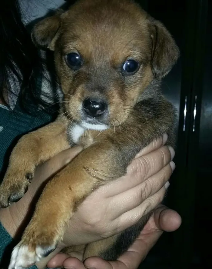 Cachorro ra a sem raça definida idade 2 a 6 meses nome ainda não tem nome