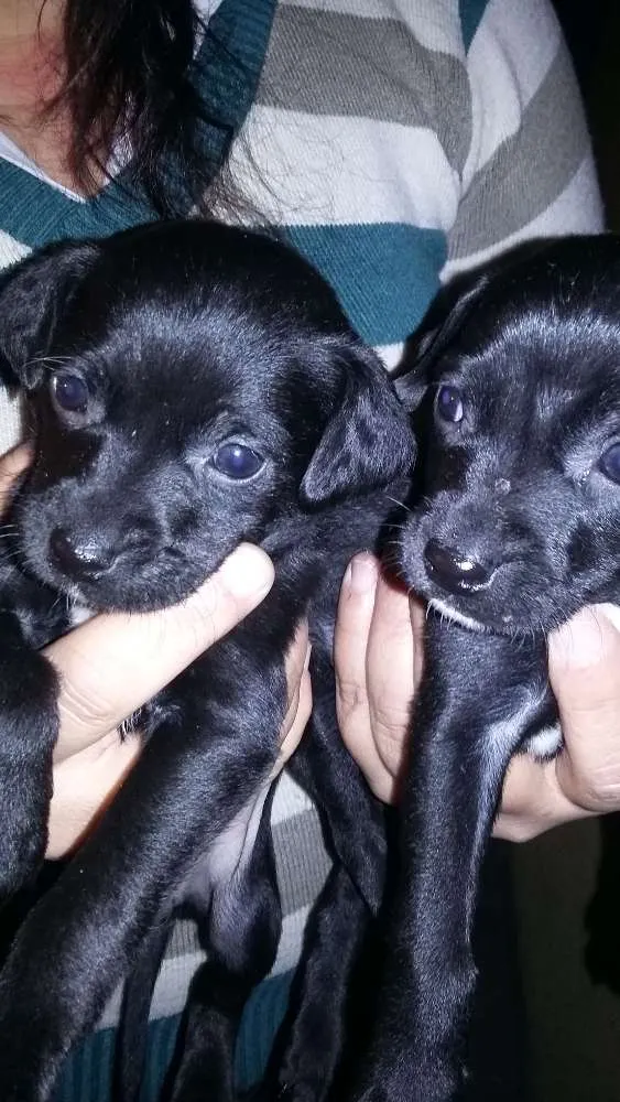 Cachorro ra a sem raça definida idade 2 a 6 meses nome ainda não tem nome