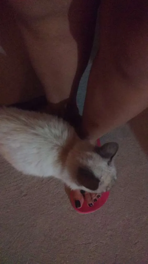 Gato ra a Não sei idade 2 a 6 meses nome Fofa