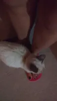 Fofa
