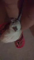 Fofa