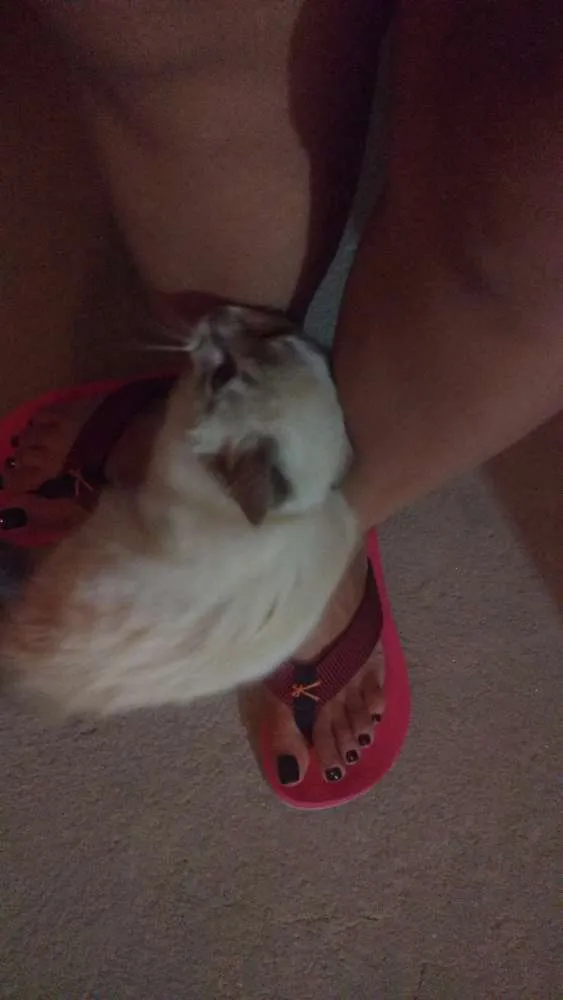 Gato ra a Não sei idade 2 a 6 meses nome Fofa