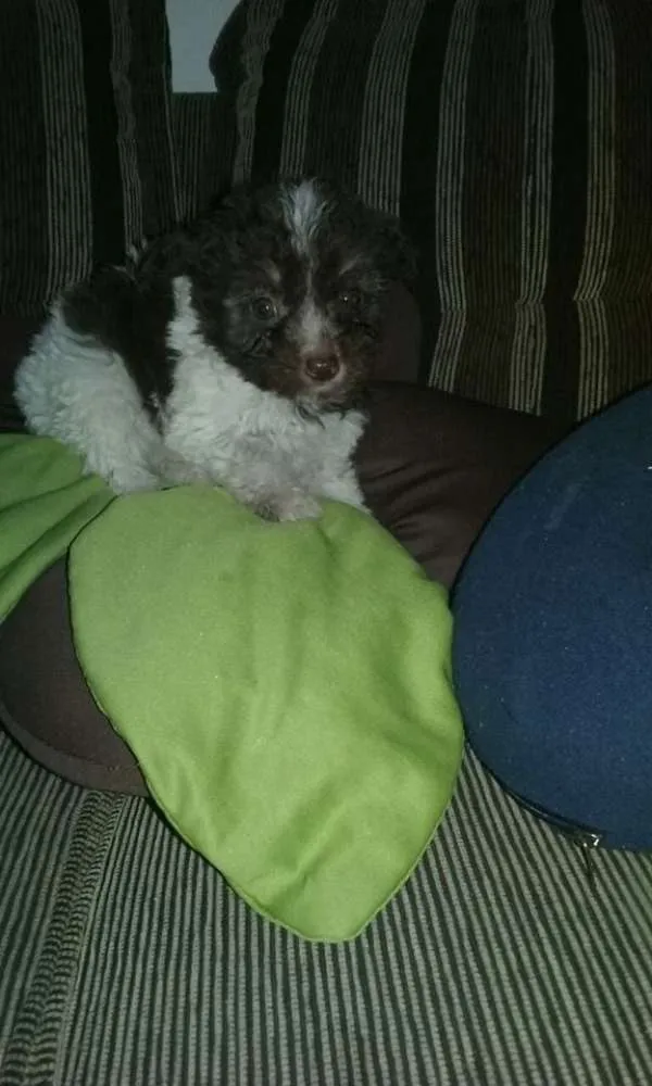 Cachorro ra a poodle idade 2 a 6 meses nome kika e Duda