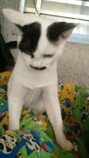Gato raça srd idade 2 a 6 meses nome tica