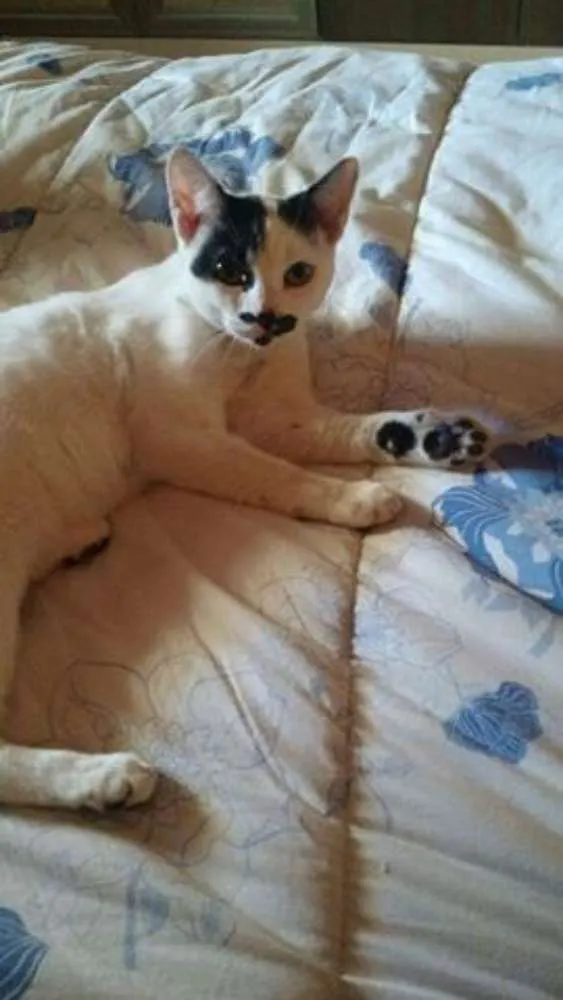 Gato ra a srd idade 2 a 6 meses nome tica