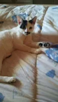 tica