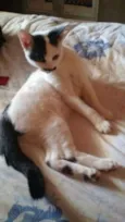 tica