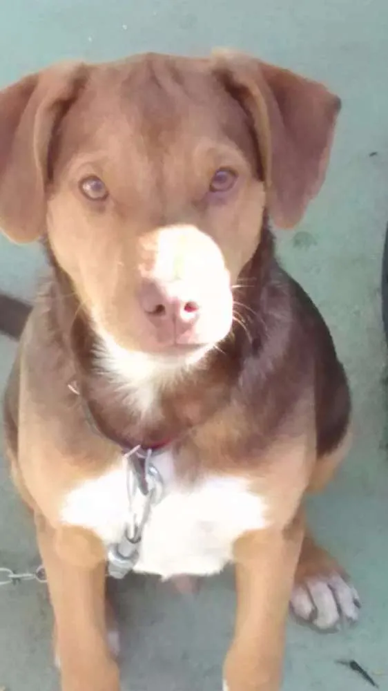 Cachorro ra a Indevinida idade 7 a 11 meses nome Niky