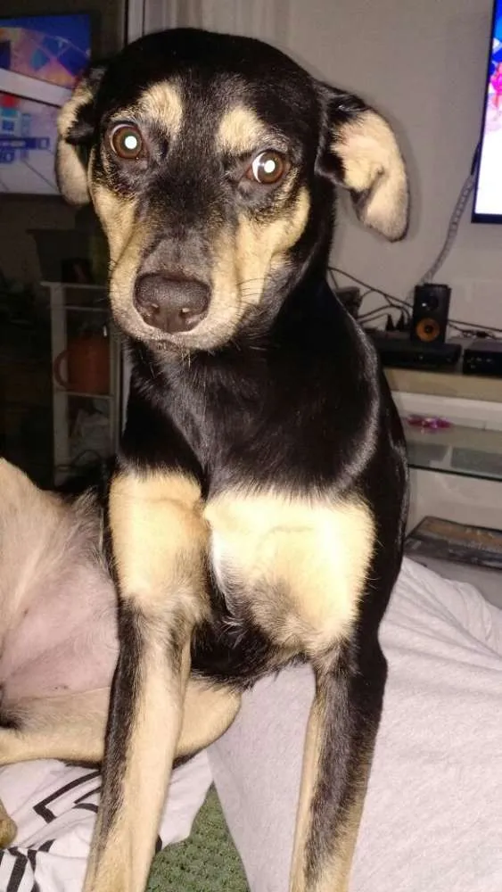Cachorro ra a SRD idade 1 ano nome Skye