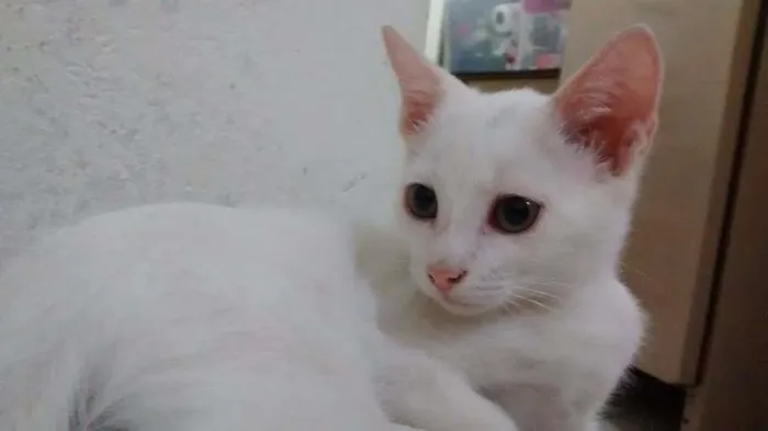 Gato ra a SRD idade 2 a 6 meses nome Sem nome 