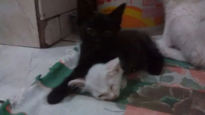 Gato ra a SRD idade 2 a 6 meses nome Sem nome 