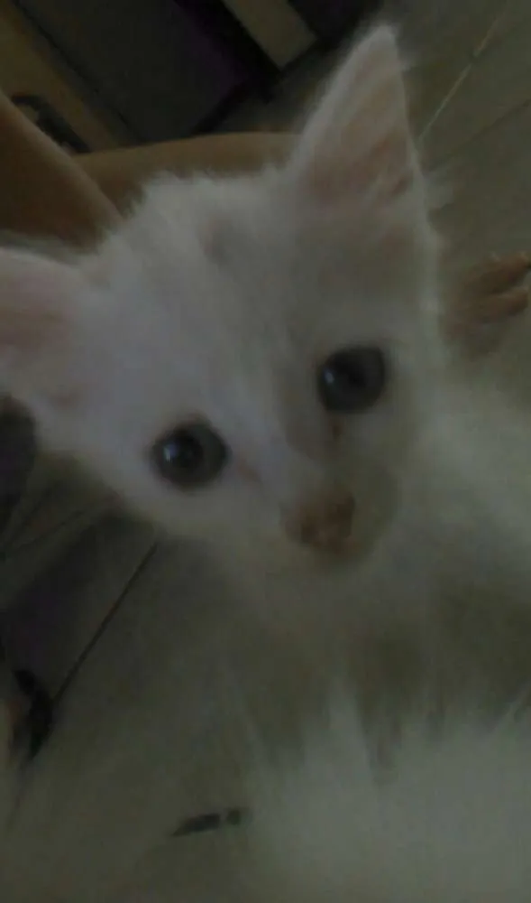 Gato ra a SRD idade 2 a 6 meses nome Sem nome 