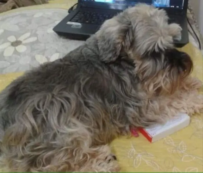 Cachorro ra a Schnauzer idade 6 ou mais anos nome Nina