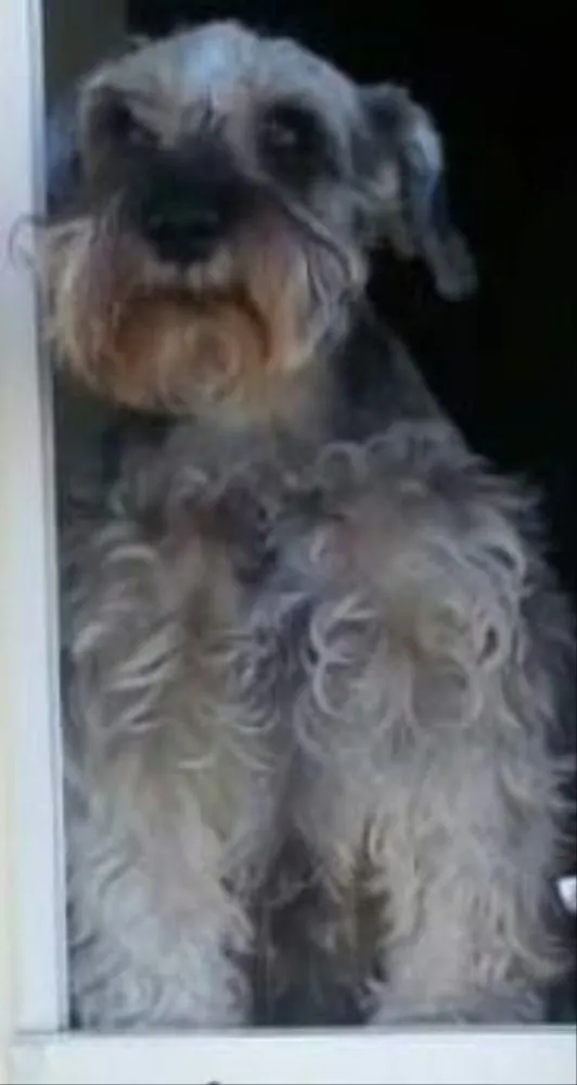 Cachorro ra a Schnauzer idade 6 ou mais anos nome Nina