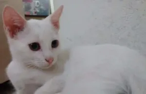 Gato raça SRD idade 2 a 6 meses nome Sem nome 