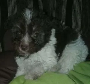 Cachorro raça poodle idade 2 a 6 meses nome kika e Duda