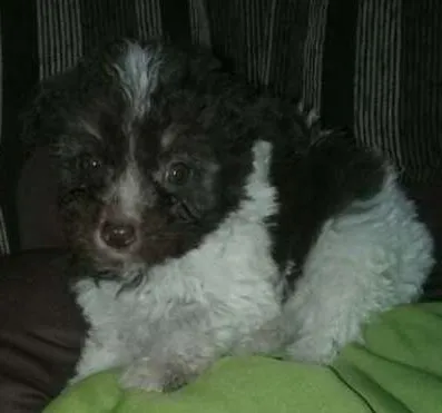 Cachorro ra a poodle idade 2 a 6 meses nome kika e Duda