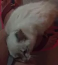 Fofa