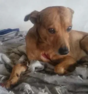 Cachorro raça SRD idade 5 anos nome Sem nome