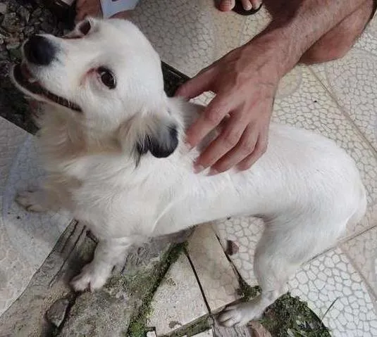 Cachorro ra a SRD idade 5 anos nome Branquinha