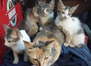 Gato raça Misturados idade 2 a 6 meses nome Nao possui nome