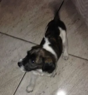 Cachorro raça vira lata idade 2 a 6 meses nome mel 
