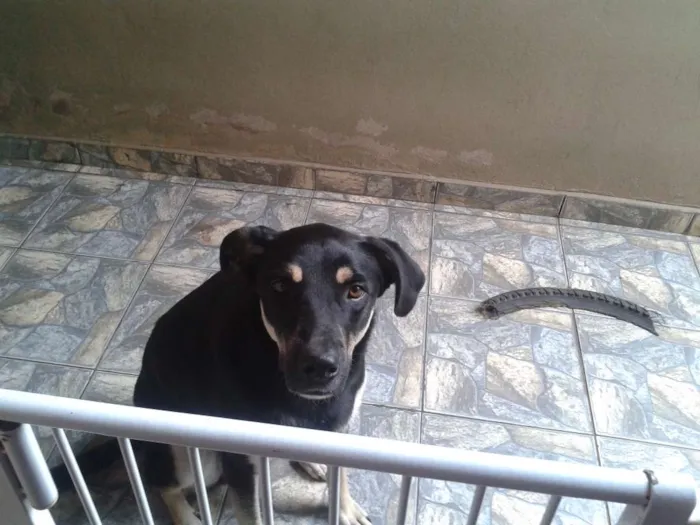 Cachorro ra a vira lata/pastor idade 2 anos nome bobi