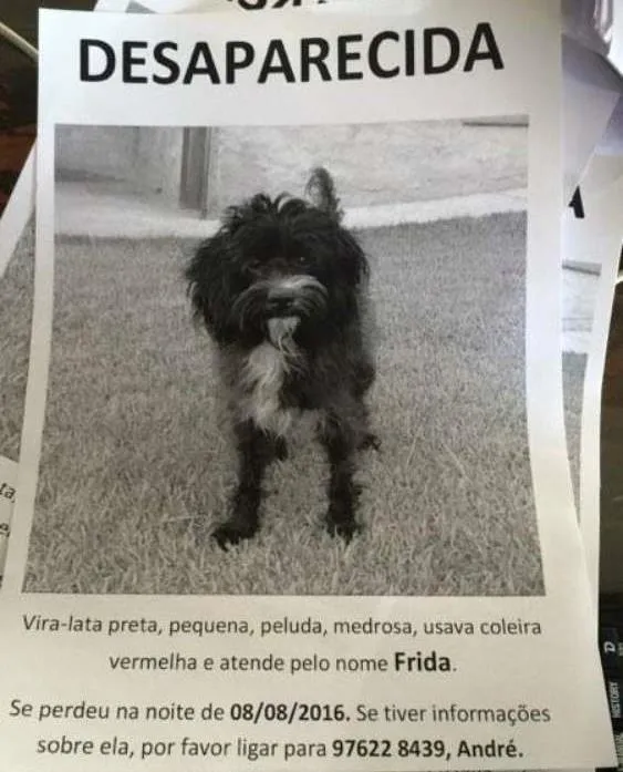 Cachorro ra a VIRA- LATA idade 2 anos nome FRIDA