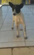 Pipoca