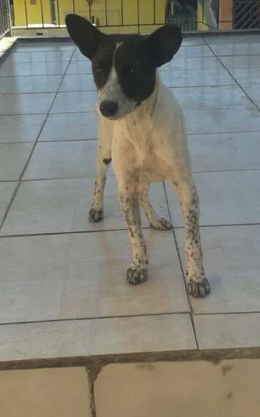 Cachorro ra a mix idade  nome Pipoca