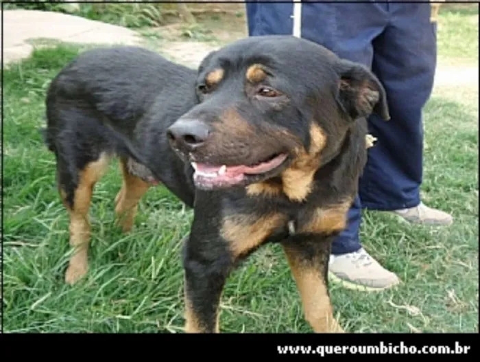 Cachorro ra a SRD idade 4 anos nome Tommy