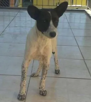 Cachorro raça mix idade  nome Pipoca