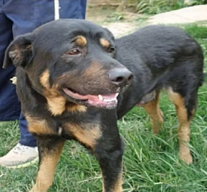 Cachorro ra a SRD idade 4 anos nome Tommy
