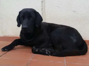 Cachorro raça Labrador idade 5 anos nome Negão
