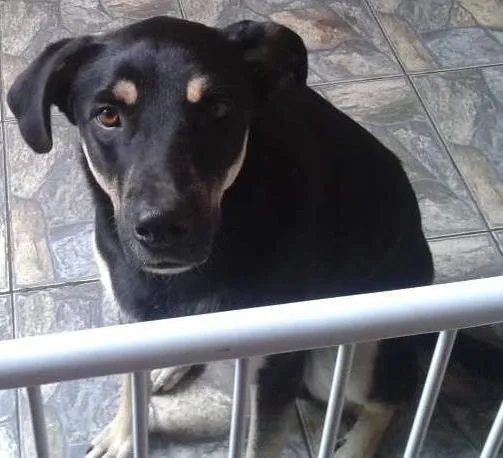 Cachorro ra a vira lata/pastor idade 2 anos nome bobi