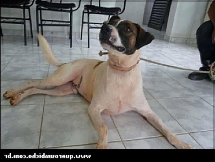 Cachorro raça SRD idade 6 ou mais anos nome Pajé