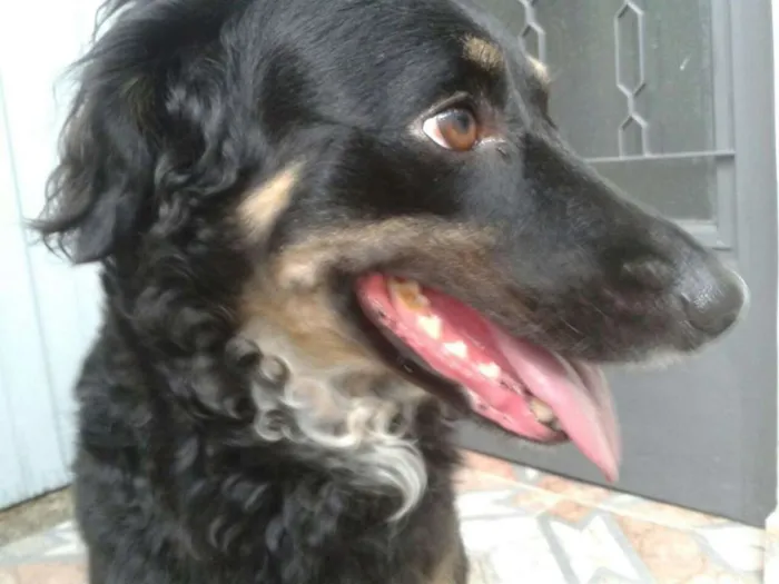 Cachorro ra a Sem raça definida idade 3 anos nome Tascha