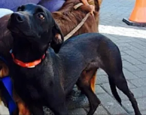 Cachorro raça srd idade 7 a 11 meses nome Stallone