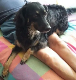 Cachorro raça Sem raça definida idade 3 anos nome Tascha