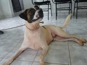 Cachorro raça SRD idade 6 ou mais anos nome Pajé