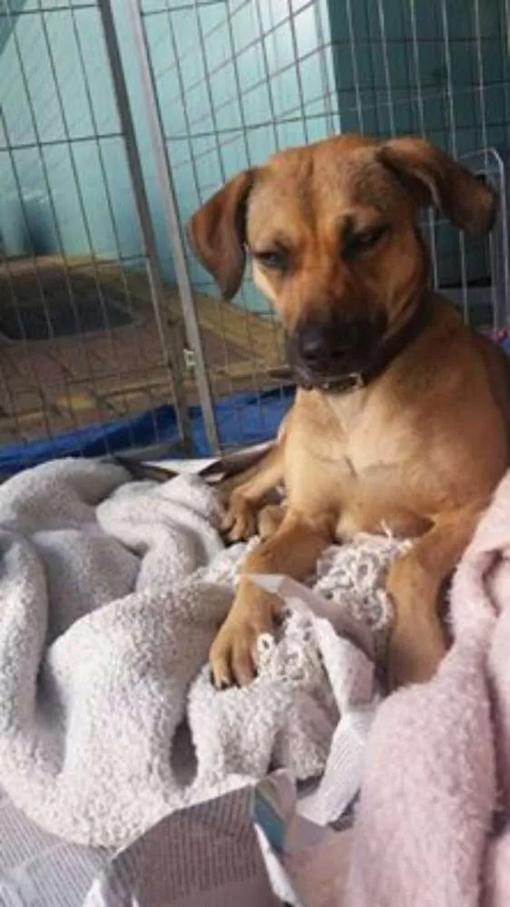 Cachorro ra a SRD idade 1 ano nome Lili