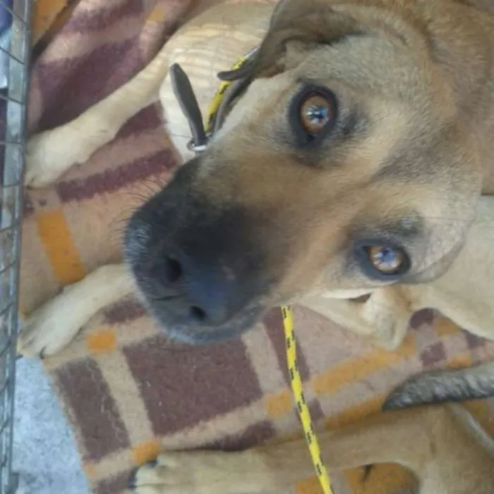 Cachorro ra a SRD idade 1 ano nome Lili